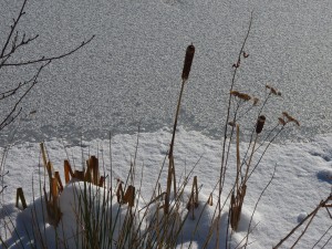 L'étang gelé de Michel Ferrier (4) 