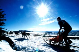 CHIENS DE TRAINEAU Appréciez la beauté des paysages d’hiver, grâce à un attelage de chiens huski. Sport de glisse et activité physique de montagne ! Le lieu varie en fonction de la météo.          